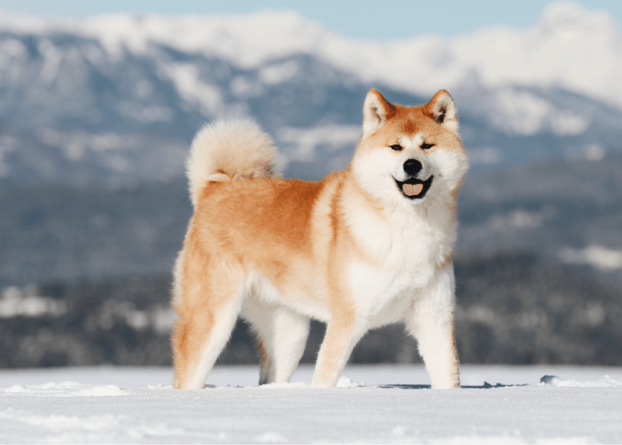 犬の画像